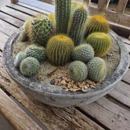 Potted cactus arrangement in a shallow round concrete planter