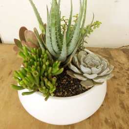 Succulent arrangement in a white bowl planter