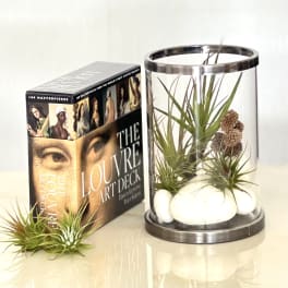 Air plants in a glass cylinder with white stones beside a decorative art deck box