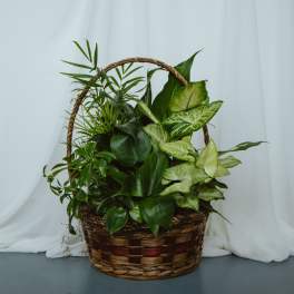 Basket Garden 10in