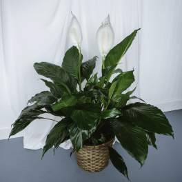 Peace Lily 8in
