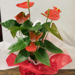 Potted anthurium plant with red and orange spathes in red wrap