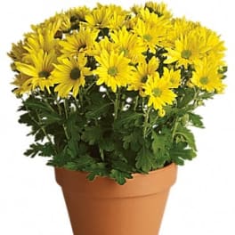 Yellow daisy-like flowers in a terracotta pot