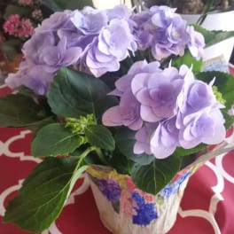 Lavender Hydrangea