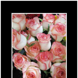 Cluster of pink-and-white roses in a close-up bouquet
