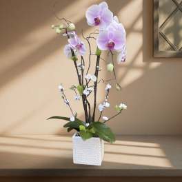 Potted orchid arrangement with pale pink blooms in a white square planter