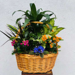 Mixed potted plants and flowers in a wicker basket