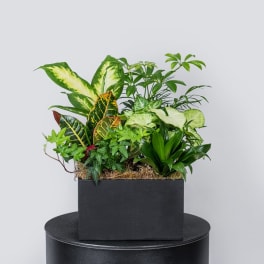 Mixed potted houseplants arranged in a black rectangular planter