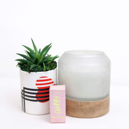 Succulent plant in a white pot beside a frosted glass candle jar and pink box