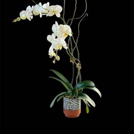 White orchid plant in a patterned pot with tall decorative branches