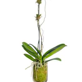 White orchid plant in a glass vase with moss