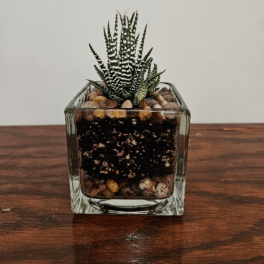 Small succulent in a square glass planter with pebbles
