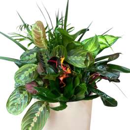 Potted arrangement of assorted tropical foliage in a beige container