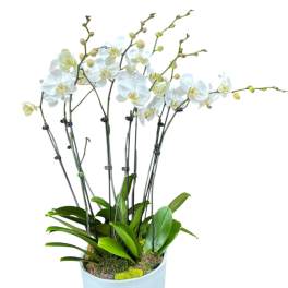 White orchid plant in a tall light blue pot