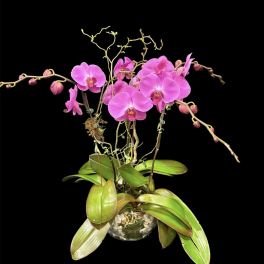 Pink orchids in a glass pot with broad green leaves