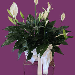 White peace lilies in a white basket with a ribbon bow