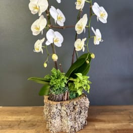 White orchids arranged in a bark-textured planter with green foliage