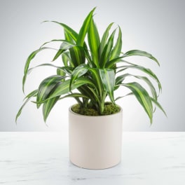 Dracaena Plant by BloomNation™
