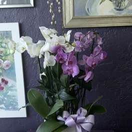 Potted white and purple phalaenopsis orchids in a white pot with a lavender ribbon bow