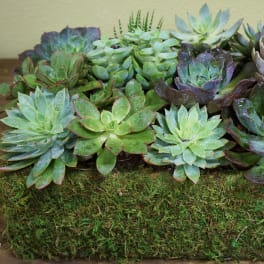 Succulent arrangement in a moss-covered rectangular planter