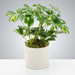 Umbrella Plant by BloomNation™