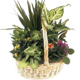 Tropical Plant Basket