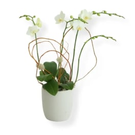 White orchid stems in a white pot with looping decorative branches