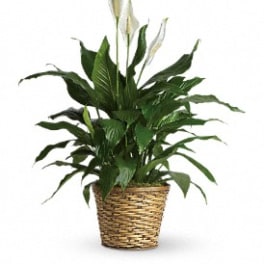 Potted peace lily in a woven basket planter