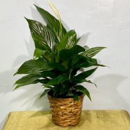Peace Lily - Standard