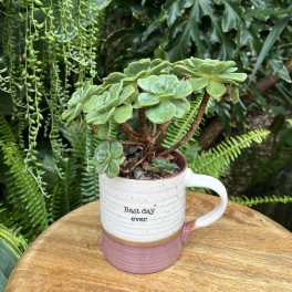 Potted succulent plant in a white and pink mug on a wooden table