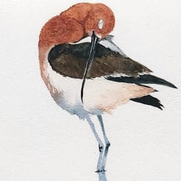 Watercolor painting of a bird standing on one leg