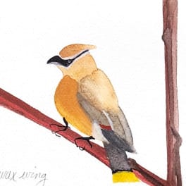 Watercolor painting of a cedar waxwing perched on a branch