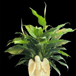 Potted green peace lily with a cream angel planter