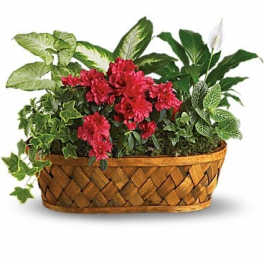 Basket planter with red flowers and assorted green houseplants