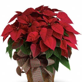 Potted poinsettia with red bracts and a plaid ribbon bow