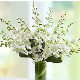 White orchid arrangement in a tall glass vase