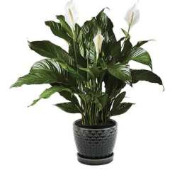 Potted peace lily plant with white blooms in a dark textured pot