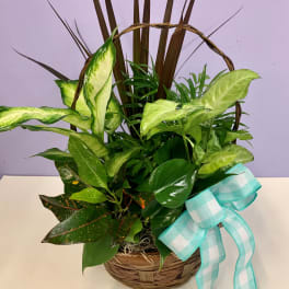 Basket of assorted green houseplants with a blue checkered ribbon
