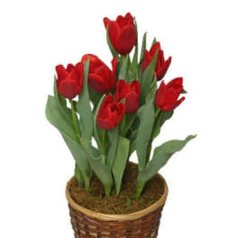 Basket of red tulips in a woven pot cover
