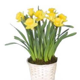 Potted arrangement of yellow daffodils in a white container