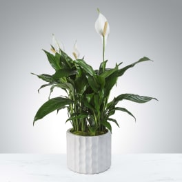 Potted peace lily plant with white blooms in a white textured ceramic container