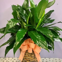Potted green houseplant in a woven basket with a peach ribbon
