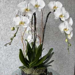 Elegant White Orchid Harmony