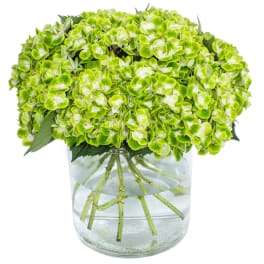 Compact cluster of green hydrangeas in a clear glass cylinder vase with water