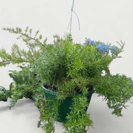 10” Hanging Basket: Asparagus Fern (Sprengeri)