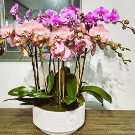 Pink and purple orchids in a white planter