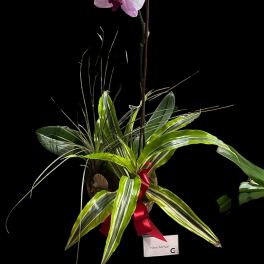 Pink orchid blooms above a leafy potted plant with a red ribbon.