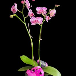 Potted pink orchid plant with a ribbon bow in a dark container