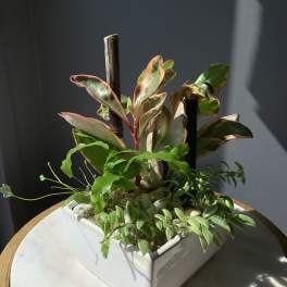 Potted tropical plant arrangement in a white square container