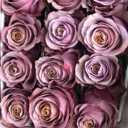 Box of lavender roses arranged tightly together